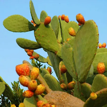 Leuca Casa Del Mare In Centro